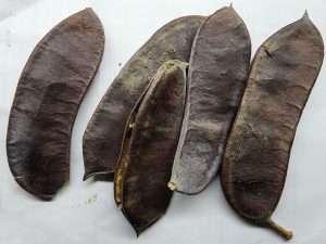 Kentucky Coffee Tree Pods