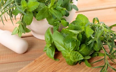 Growing basil year-round indoors