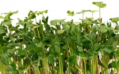 How to grow Microgreens