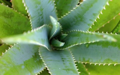 How to transplant an aloe plant