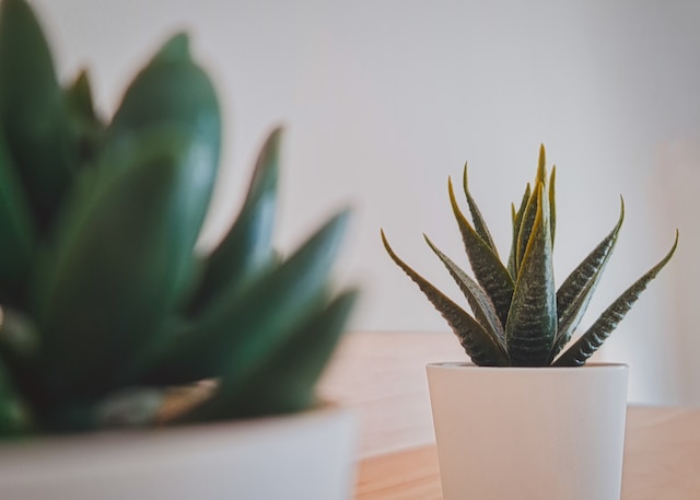 How to grow an Aloe plant at home