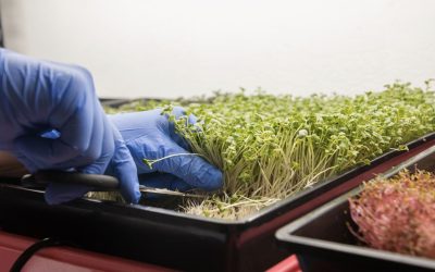 How to grow broccoli sprouts in a jar