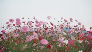 cosmos flower