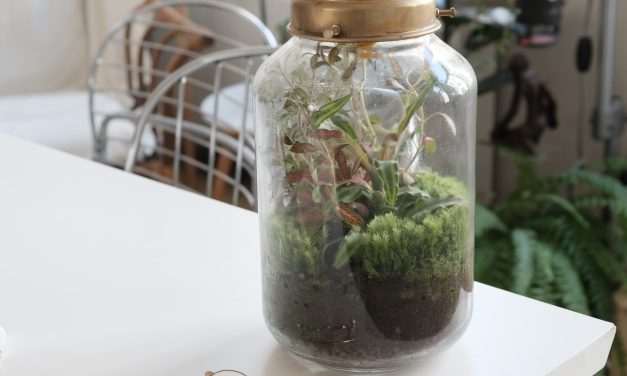 Getting started with Terrariums and Mossariums