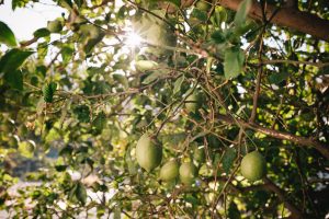 Green lemons on a tree, unripe lemons
