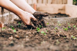hands in dirt, planting, soil, gardening