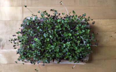 Health Benefits Of Microgreens – Young Vegetable Greens Jampacked With Nutrients!