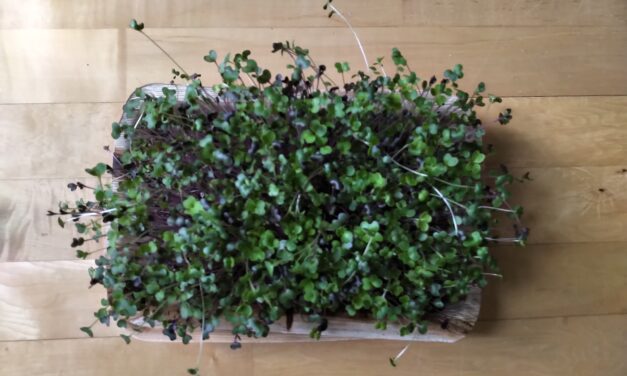 Health Benefits Of Microgreens – Young Vegetable Greens Jampacked With Nutrients!