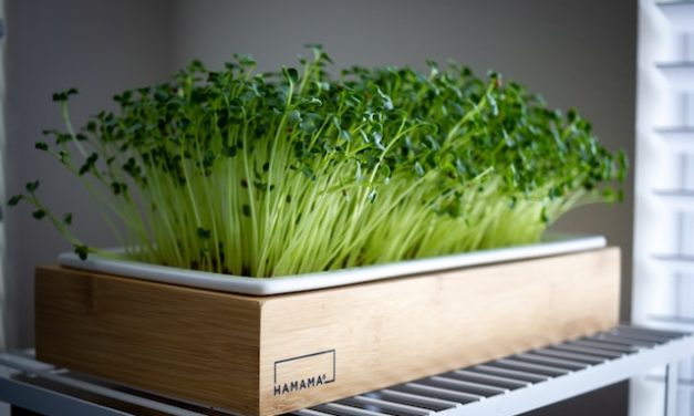5 Best Practices for Storing Microgreens for Commercial Use