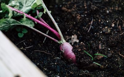 Fast Growing Vegetables for Impatient Gardeners