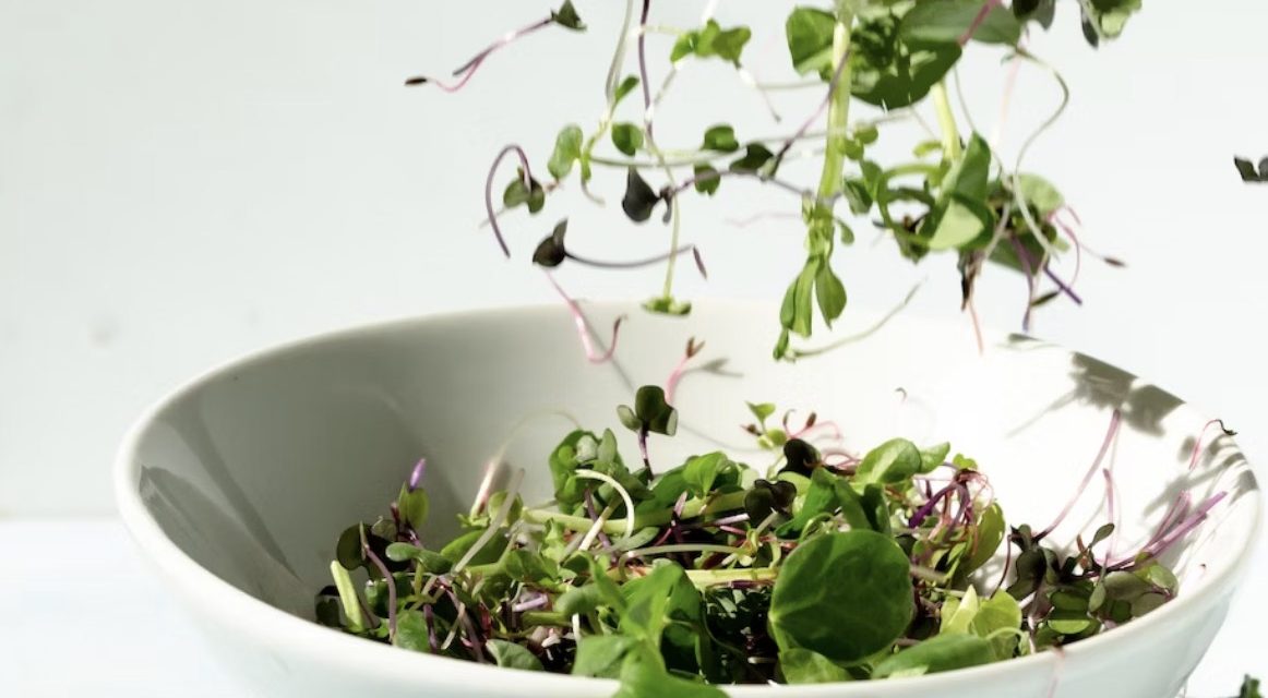 Radish Sprouts: Tips for Growing and Recipe Ideas