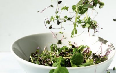 Radish Sprouts: Tips for Growing and Recipe Ideas