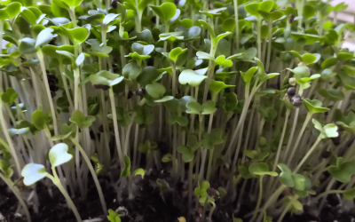 How to grow broccoli microgreens at home