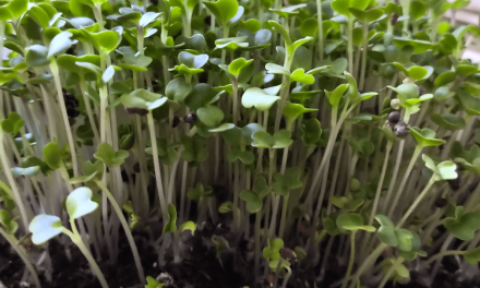 How to grow broccoli microgreens at home