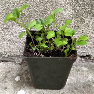 Organic Pea Plant